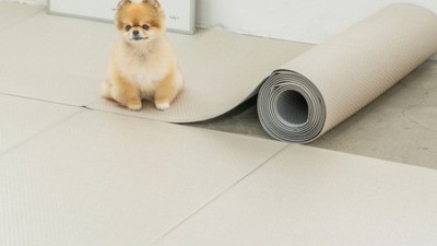 댕댕이 미끄럼 방지! 디팡 매트 솔직 후기🐶 + 꿀팁🍯